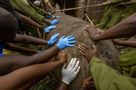 Rangers from the Kenya Wildlife Service and Ol Pejeta Conservancy work together with the Biorescue team to capture a southern site rhino named Arimet who will become the surrogate to the first northern white rhino embryo transplant later in 2024. (Photo by Ami Vitale)