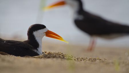 African skimmers on the sandbanks in Cameroon. (National Geographic)