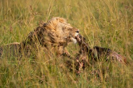 One of Kio’s brothers tears into a fresh kill. (National Geographic/Hannah Gormley)