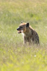 A spotted hyena feeding on a flamingo kill. (National Geographic/Alicia Russo)