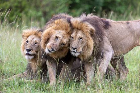 The pride males, Olepolos, Osapuk and Orkitok,  maintain a tight bond. (National Geographic/Simon Blakeney)