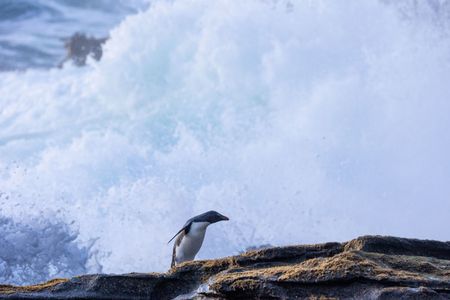 A lone Southern rockhopper penguin returns to land. (National Geographic for Disney/Robin Hoskyns)