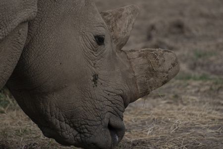 One of  the last two remaining Northern White Rhinos enjoys a snack at the Ol Pejeta Conservency where they live. (credit: National Geographic/Katie Cleary)