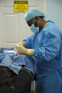 Dr. Hodges enucleates Lenny the dog's eye after being damaged from a car accident. (National Geographic for Disney/Sean Grevencamp)