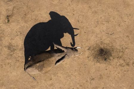 An elephant makes its last few steps towards the life-giving river just after having made the steep descent down the cliffs of Gonarezhou National Park, Zimbabwe. (National Geographic for Disney/Freddie Claire)