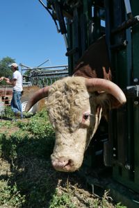 A bull waits in the cattle chute as his semen sample is collected. (National Geographic)
