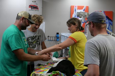 Dr. Ben Schroeder works on border collie Belle's splint while Chase Schroeder observes. Dr. Erin Schroeder holds Belle's leg in place as owner Zach Kramer watches. (National Geographic)