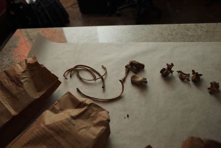 Small bones and ribs from Jane Doe's remains. (National Geographic/Will Francome)