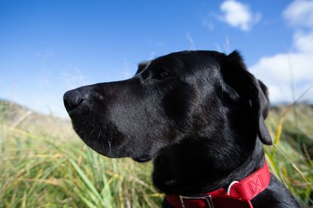 Curly's dog Junior eagerly waits for ducks. (National Geographic/Robert Jolley)