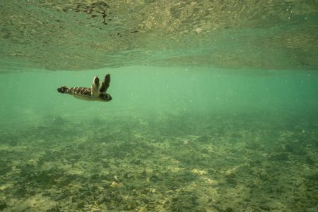 A green turtle hatchling swims toward the reef. (National Geographic for Disney/Paul Satchell)