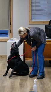Vet tech Val Sovereign comforts Suh, a ten-year-old black lab, who's about to undergo surgery to remove a fast-growing tumor. (National Geographic)