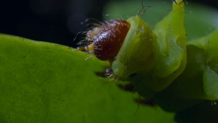 A close up of an African moon moth caterpillar on a leaf. (National Geographic)