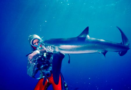 Valerie Taylor underwater wearing a chain mail suit being bitten on the arm by a shark in 1982. (photo credit: Ron & Valerie Taylor)