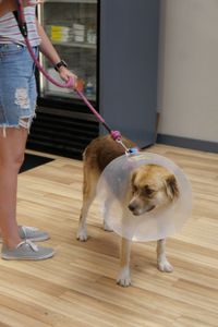 Kim Borchert stands with her dog Diamond who is wearing a cone to make sure she doesn't undo the stitches from her vulvoplasty. (National Geographic)
