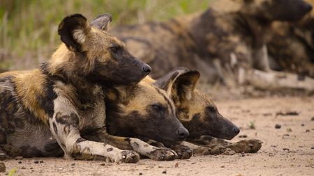 A pack of African wild dogs rests. (National Geographic)