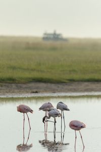 A flock of lesser flamingos at Lake Elmenteita with a filming vehicle in the background. (National Geographic/Alicia Russo)