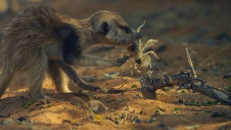 A juvenile meerkat bites down on a scorpion tail to disarm it in the desert in South Africa. (Getty Images)