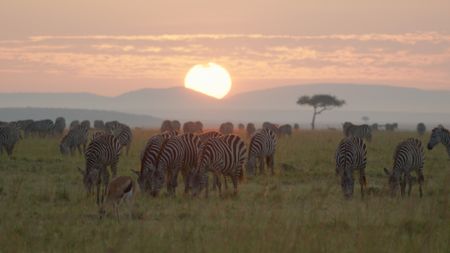 At sunrise, a small herd of zebra grazes across the open grassland, a lone Thomson's gazelle among them, with the golden sun rising behind the group. (National Geographic/Sophie Darlington)