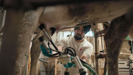 Gurpreeet Singh fitting milking attire onto one of his cows at his dairy farm near Cremona.  (credit: National Geographic)