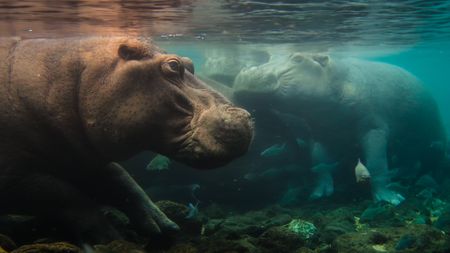 Hippos resting in the crystal clear waters of Mzima Springs in Kenya. (National Geographic)