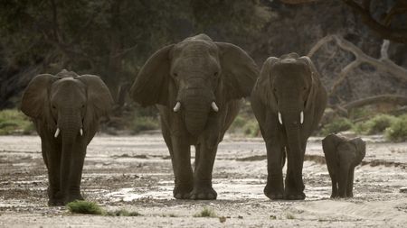 Desert elephant family in the Namib Desert, Namibia.  (National Geographic)