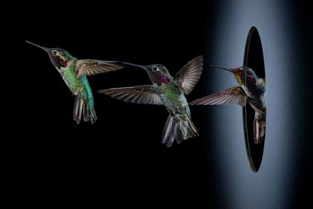 In dense vegetation, hummingbirds must dodge and weave around branches and vines. Marc Badger of UC Berkeley elicits such acrobatics in the lab by having birds fly through small apertures, a situation the photographer recreated here. (credit: Anand Varma)