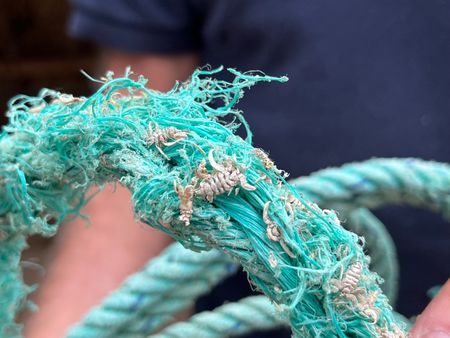 Ghost fishing gear. (National Geographic for Disney/Rory Dormer)