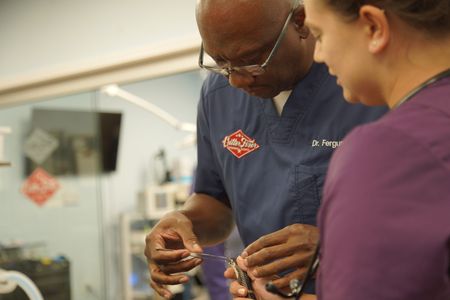 Dr. Ferguson carefully removes the stitches from George the kingsnake's eye. (National Geographic for Disney/Felix Rojas)