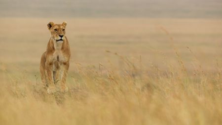 Summer stands on top of a mound, surveying the territory. (National Geographic/Domenico Pontillo)