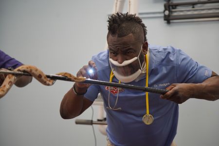 Dr. Hodges examines a venomous Copperhead snake. (National Geographic for Disney/Sean Grevencamp)