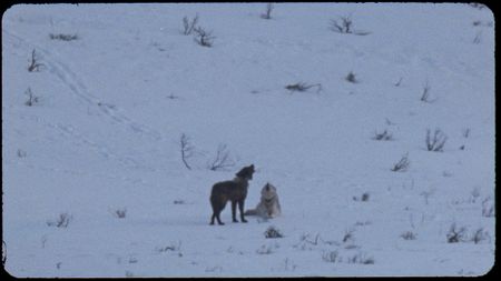 Two of the first wolves filmed by Bob Landis in Yellowstone National Park using a 16mm camera. (Landis Wildlife Films/Bob Landis)