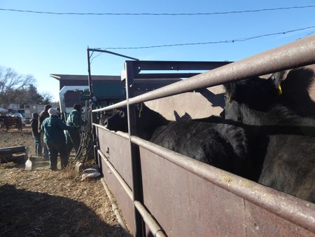 Drs. Ben and Erin Schroeder, clinic staff, and ranchers work together as a team to pregnancy check several hundred cows. (National Geographic)