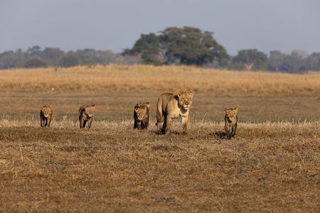 A lioness watches over her pride's cubs on Zambia's Busanga Plains. (National Geographic/Clare Kingston)