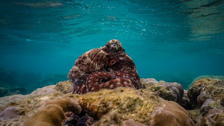 A Day octopus (Octopus Cyanea) perched on corals on the Great Barrier Reef.   (National Geographic for Disney/Richard Woodgett)