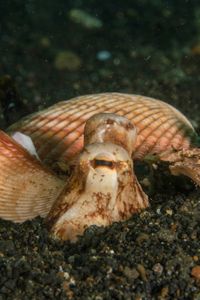 A Coconut octopus (Amphioctopus marginatus), peers up from where she is partially buried in the Lembeh Strait's black volcanic sand.  (National Geographic for Disney/Craig Parry)