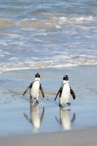 Two African penguins walk from the ocean to the nesting beach in South Africa. (National Geographic/Virginia Quinn)