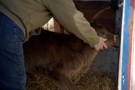 Paula's calf is able to stand up and walk on his own which is a a step, or several steps rather, in the right direction. (National Geographic/Grace Sabwira)