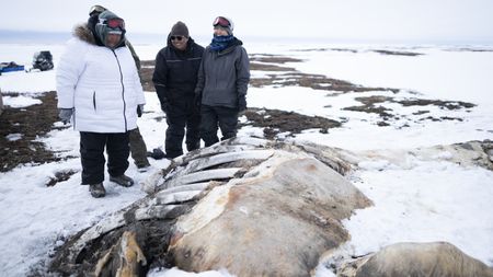 The Pingayak family finds a washed up whale on the frozen beach. (National Geographic/Matt Kynoch)
