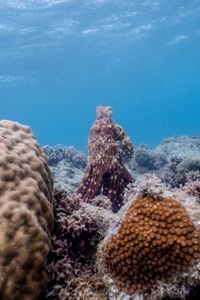 A Day octopus (Octopus Cyanea), with mottled skin coloration, posturing up to peer over nearby corals.  (National Geographic for Disney/Craig Parry)