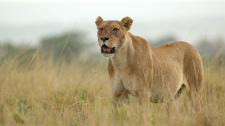 Summer stands in the open, mouth open as she scans ahead and listens for signs of danger. (National Geographic)
