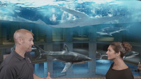 Dr. Mike Heithaus and Dr. Diva Amon speaking in the shark lab studio while a GFX Great White sharks swims around in the background. (National Geographic)