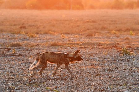 An African wild dog walking in golden light.(National Geographic/Virginia Quinn)