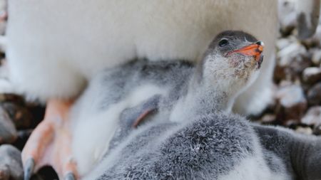 A young Gentoo penguin chick cranes its head up whilst being kept warm by its parent in Antarctica. (Getty Images)