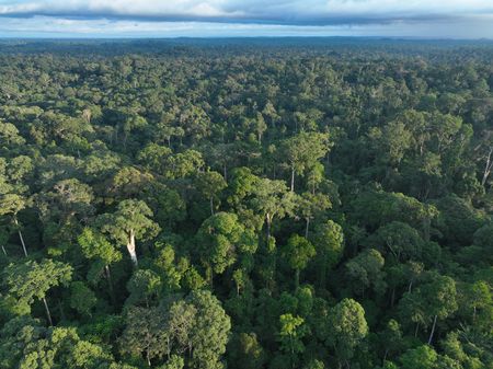 The tropical forests of Gabon. (National Geographic/Sean Bellon)