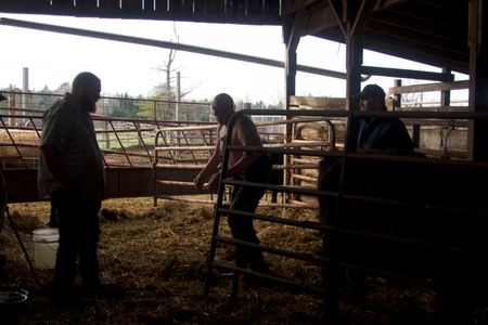 Dr. Pol assists a cow with a complicated calving. (National Geographic/Cecillia Odou)