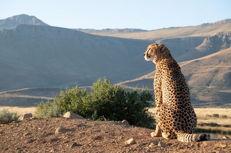 A cheetah sits and looks out across the Sneeuberg Mountains. (National Geographic/Virginia Quinn)