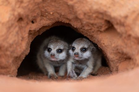 Young meerkats shelter in a burrow in the Kalahari desert. (National Geographic/Thilo Beck)