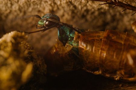 An emerald jewel wasp emerges from a cockroach. (National Geographic/Simon De Glanville)