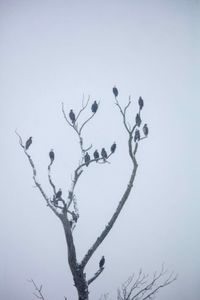 A mass gathering of bald eagles perched in a single tree. (National Geographic for Disney/Rory Dormer)