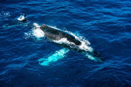 A humpback whale comes up for air. (National Geographic/Patrick Hopkins)